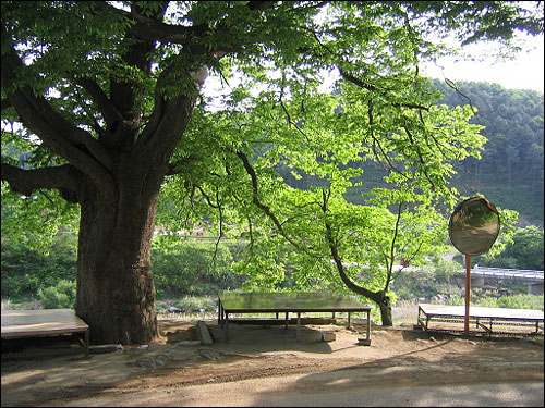 노문리를 지키는 450살의 느티나무. 옆의 작은 마초나무는 느티나무보다 나이가 더 많다 한다 